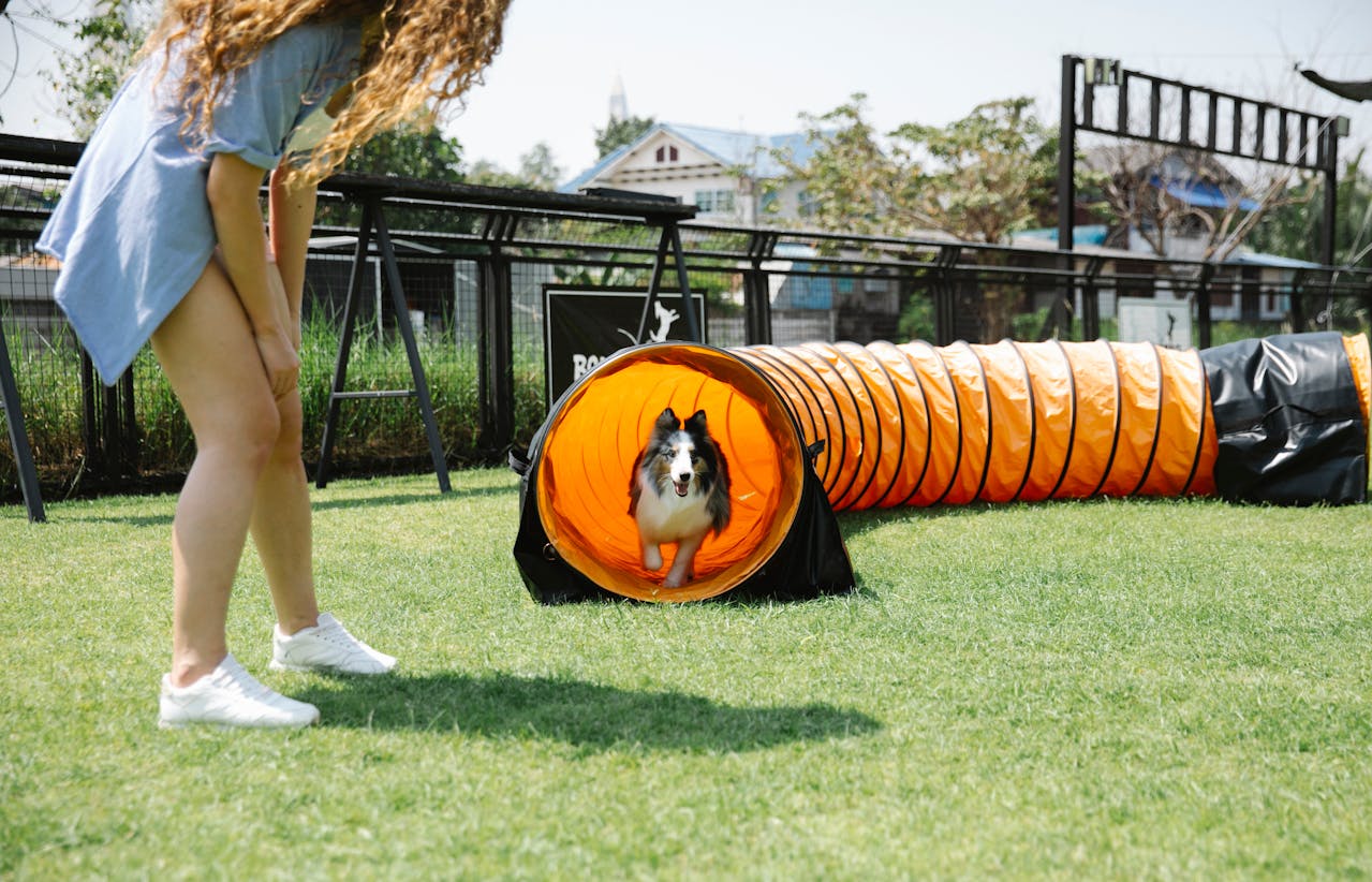 Placeholder: Professional dog trainer working one-on-one with a dog and its owner in a park.