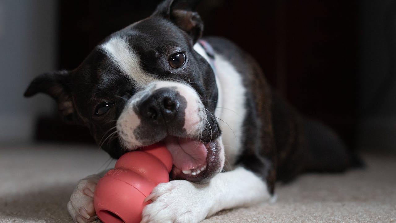 Placeholder: Dog actively engaged with a food puzzle toy, trying to get treats out.
