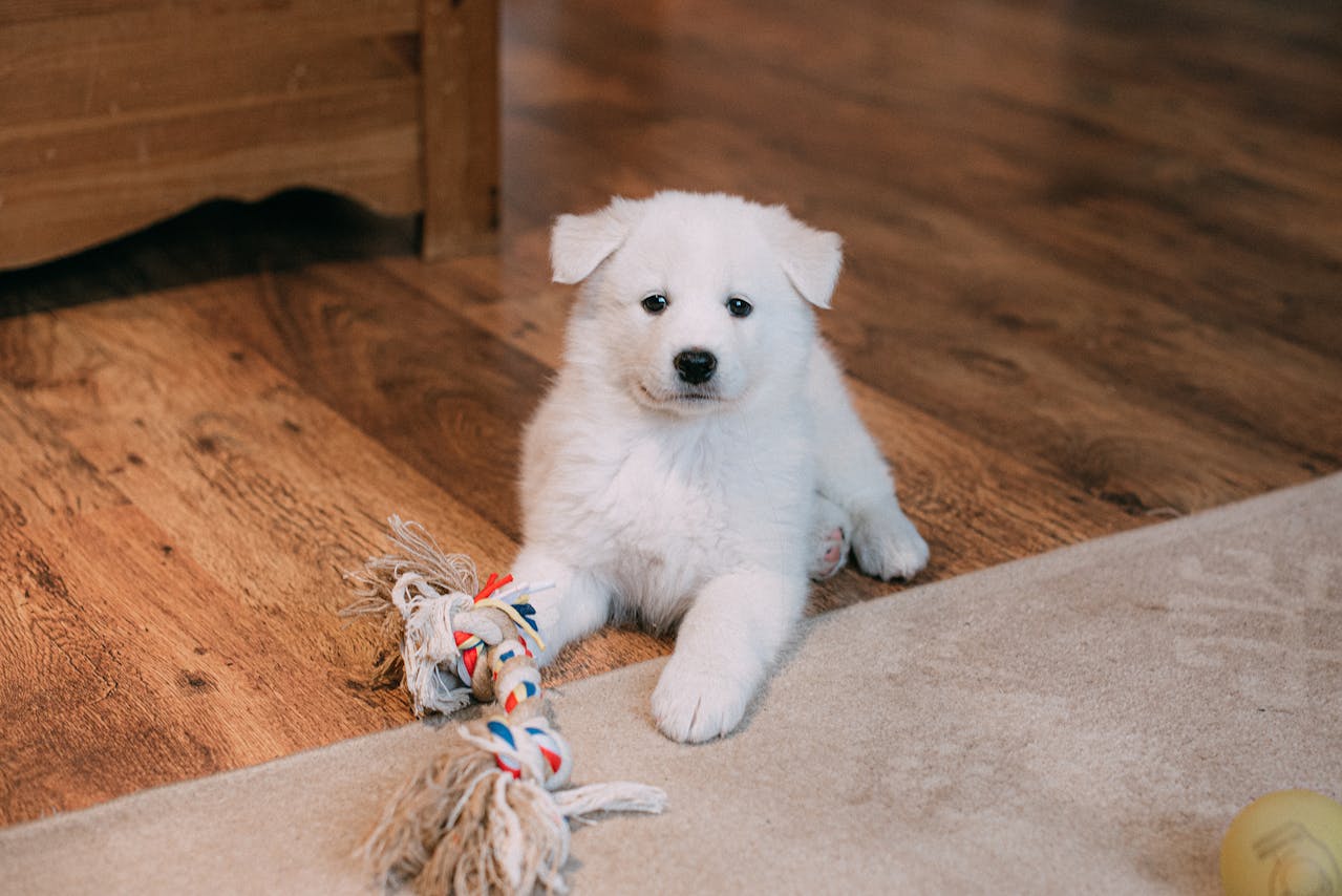 Unleash Your Inner MacGyver: Creating Fun DIY Brain Games for Your Dog preview