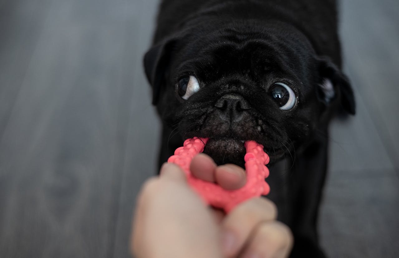 Toy Story Refresh: How to Rotate Toys to Keep Your Dog Engaged preview