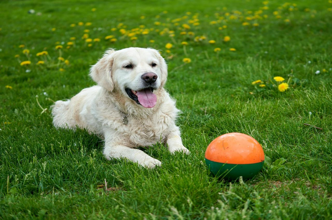 Brain Power Unleashed: The Vital Role of Problem-Solving Games for Dogs preview