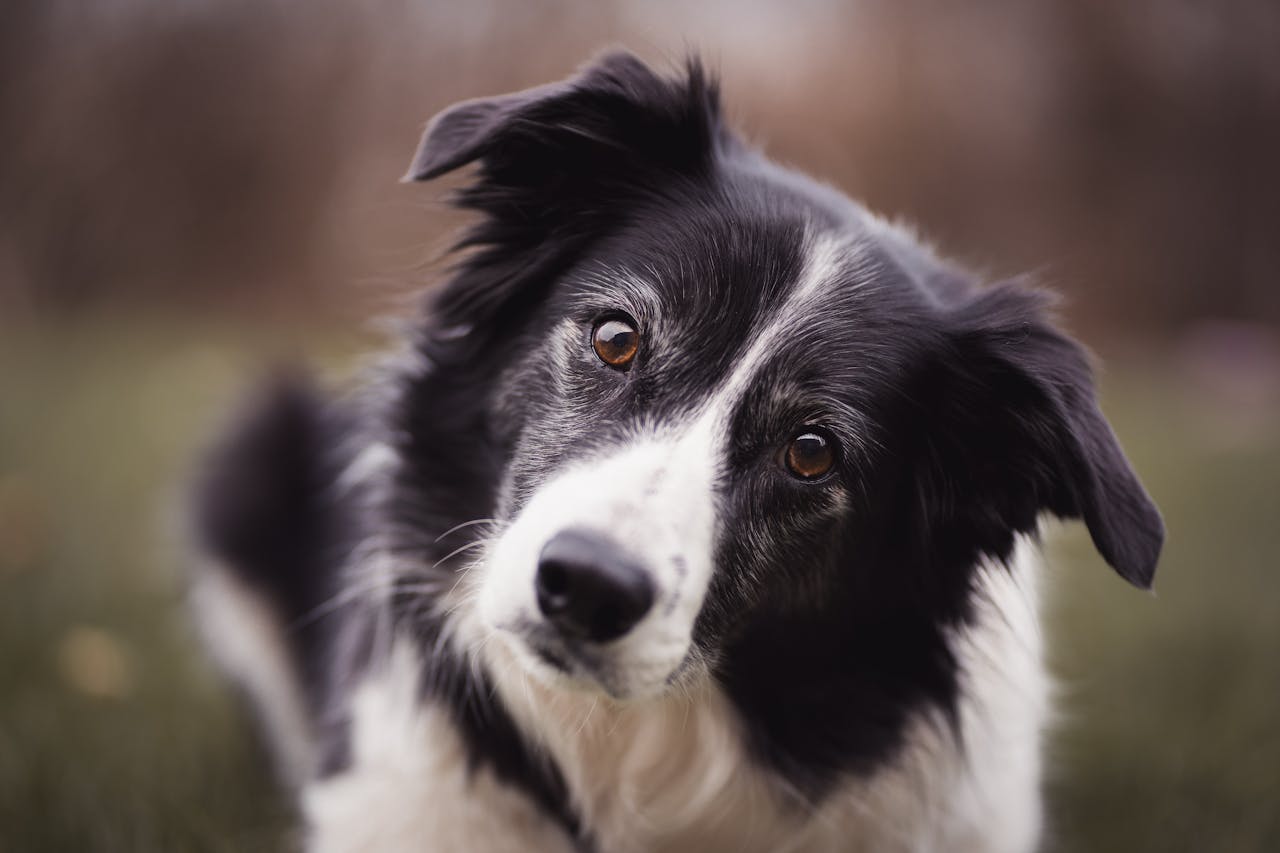 Placeholder: Dog looking thoughtful and engaged while interacting with a moderately challenging puzzle toy.