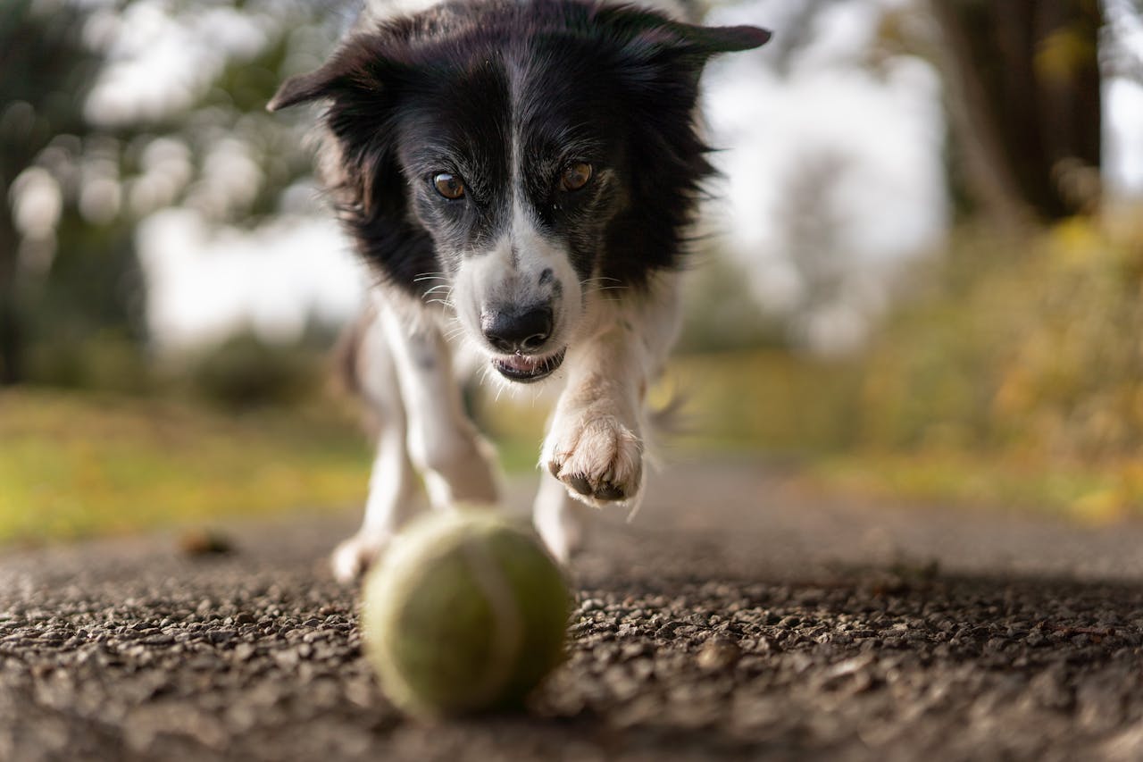 Placeholder: Owner looking pleased and offering praise as their dog successfully gets a treat from a DIY puzzle.