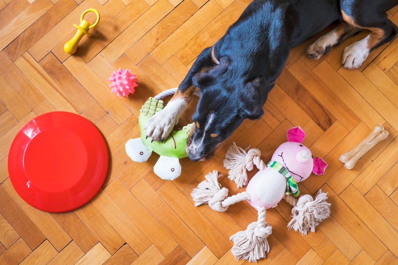 Placeholder: Owner holding a distinct dog toy (e.g., a red ball) and the dog looking at it attentively.