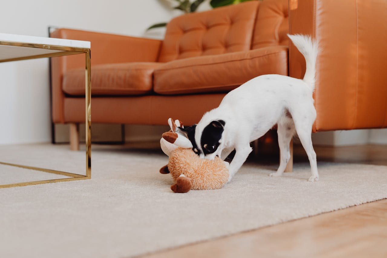 What's That? Teaching Your Dog to Recognize Objects by Name preview