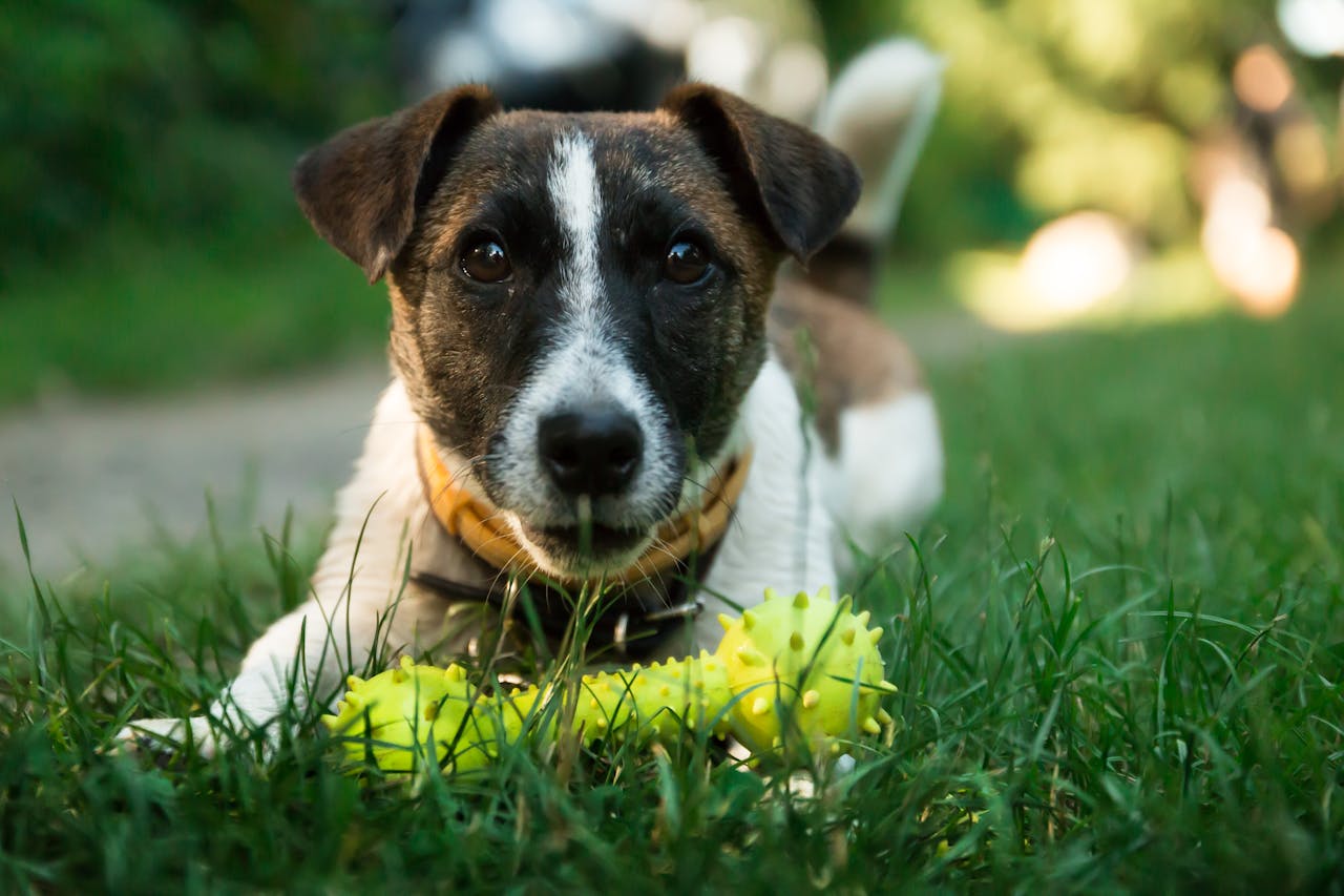 Placeholder: Dog proudly presenting a specifically named toy to its owner from a small lineup of different toys.