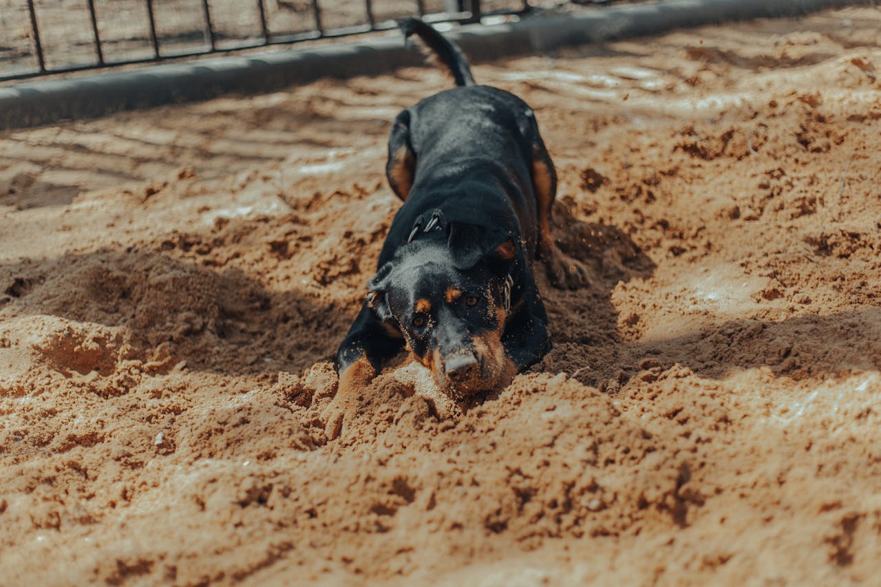 Dog joyfully digging in a designated sandpit filled with safe sand and toys.