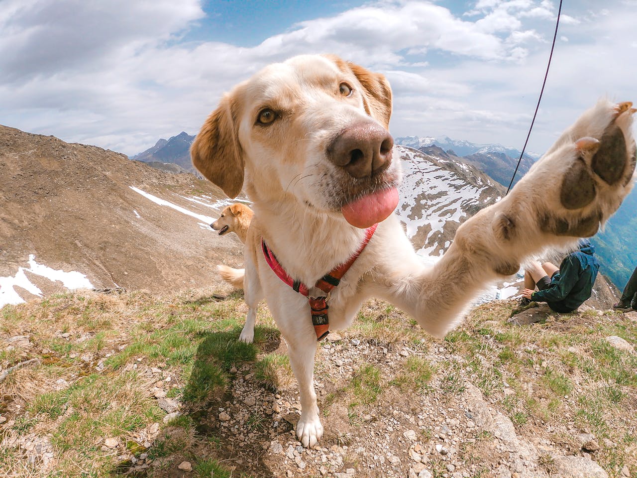 The Trainer's Secret Weapon: Patience in Advanced Dog Training preview