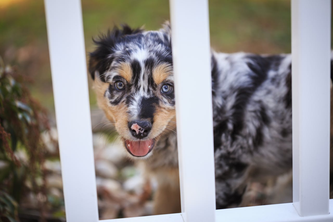 Good Fences Make Good Dogs: A Guide to Boundary Training preview