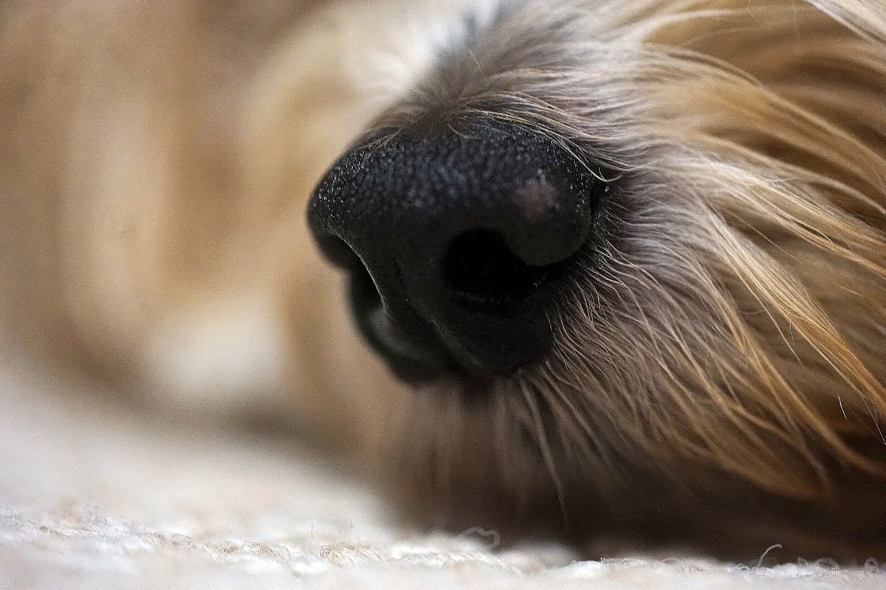 Sniffing Out Success: Scent Work as Advanced Obedience Training preview