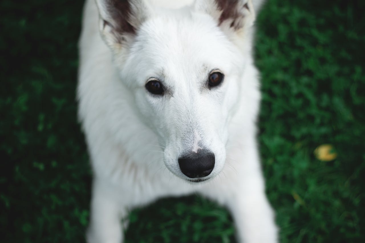 Look at Me! Advanced Exercises for Laser Focus & Eye Contact preview