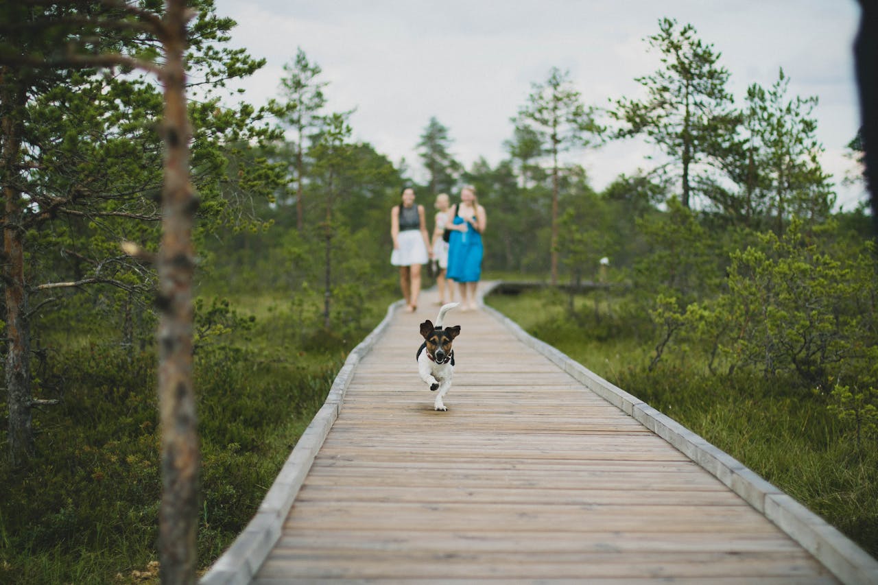 Placeholder: Dog on long line successfully running towards owner, ignoring a mild distraction (like another dog walking) in the far distance.