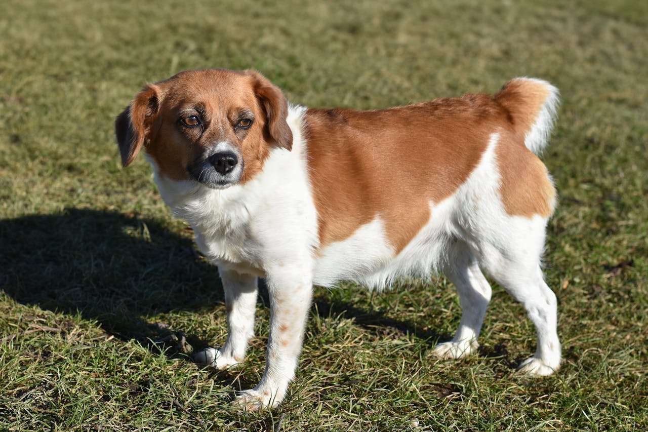 Hit the Brakes! How to Train Your Dog to Stop on Command preview