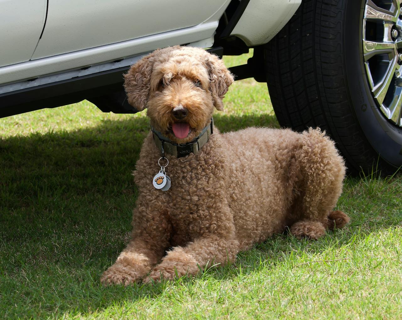 Hope for the Best, Train for the Worst: Emergency Preparedness for Your Dog preview