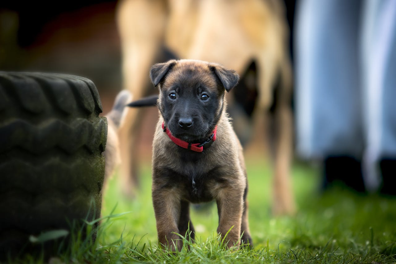 Next Level Moves: Teaching Your Dog 'Back', 'Around', and 'Place' preview
