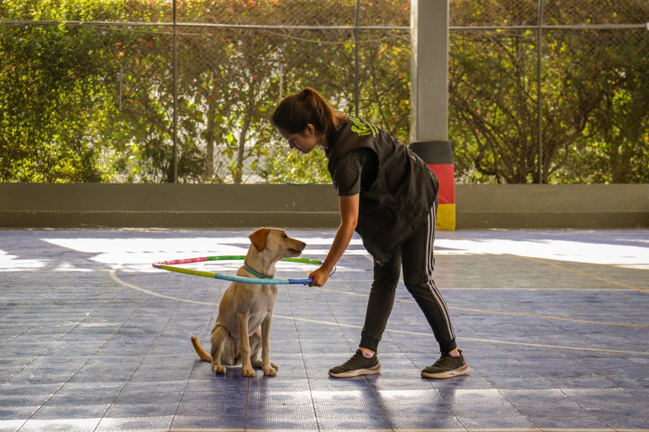 Calling in the Pros: When to Hire a Professional Dog Trainer preview